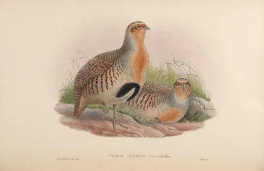 Perdix barbata